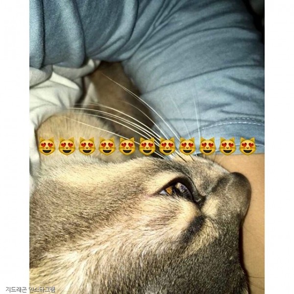 노트펫