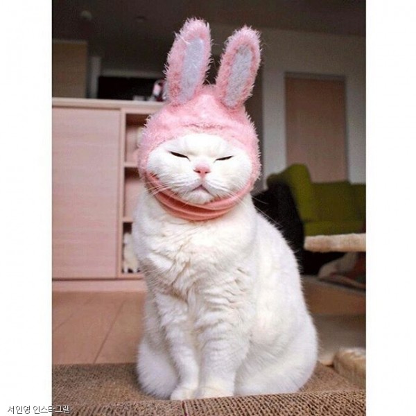 노트펫
