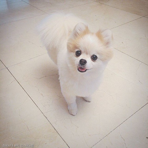 노트펫