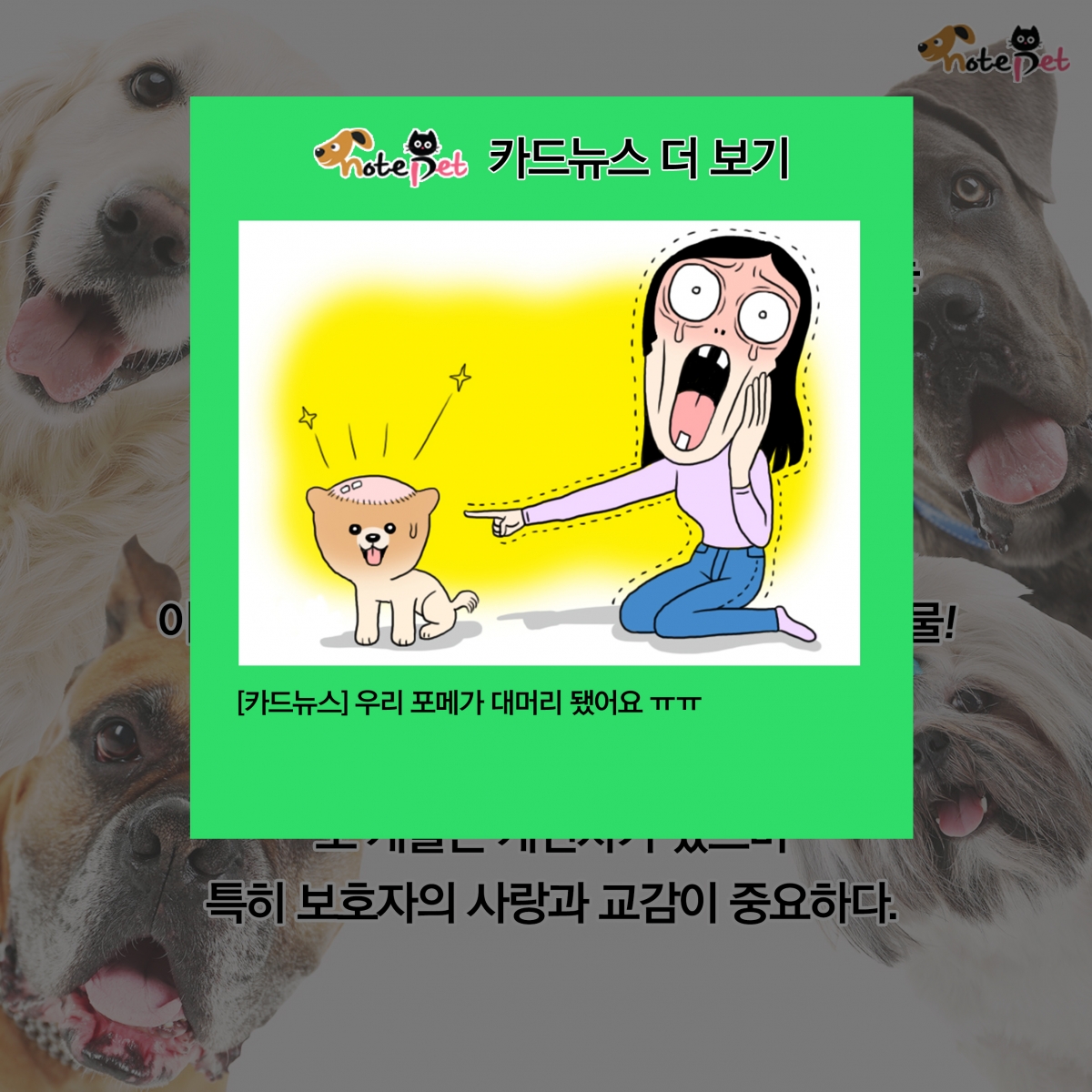노트펫