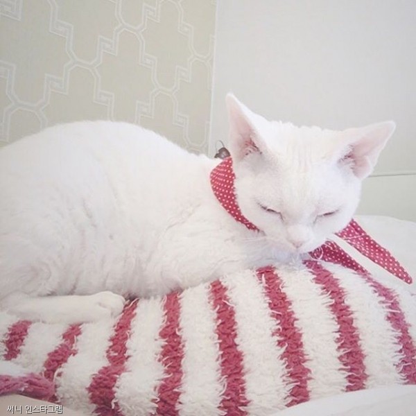 노트펫