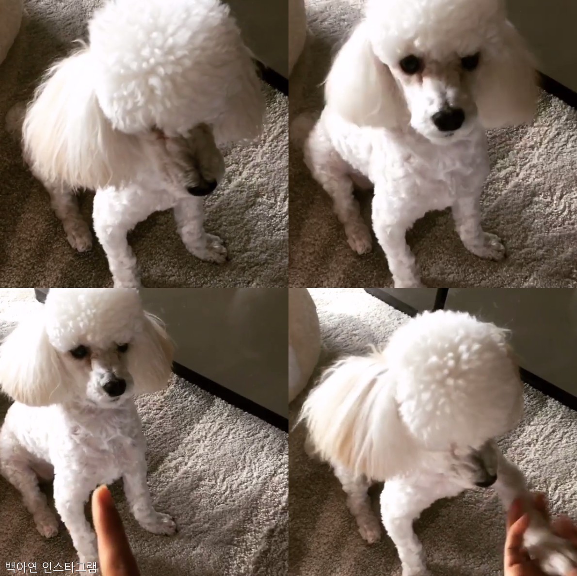 노트펫