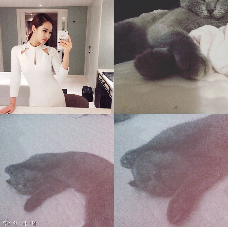 노트펫