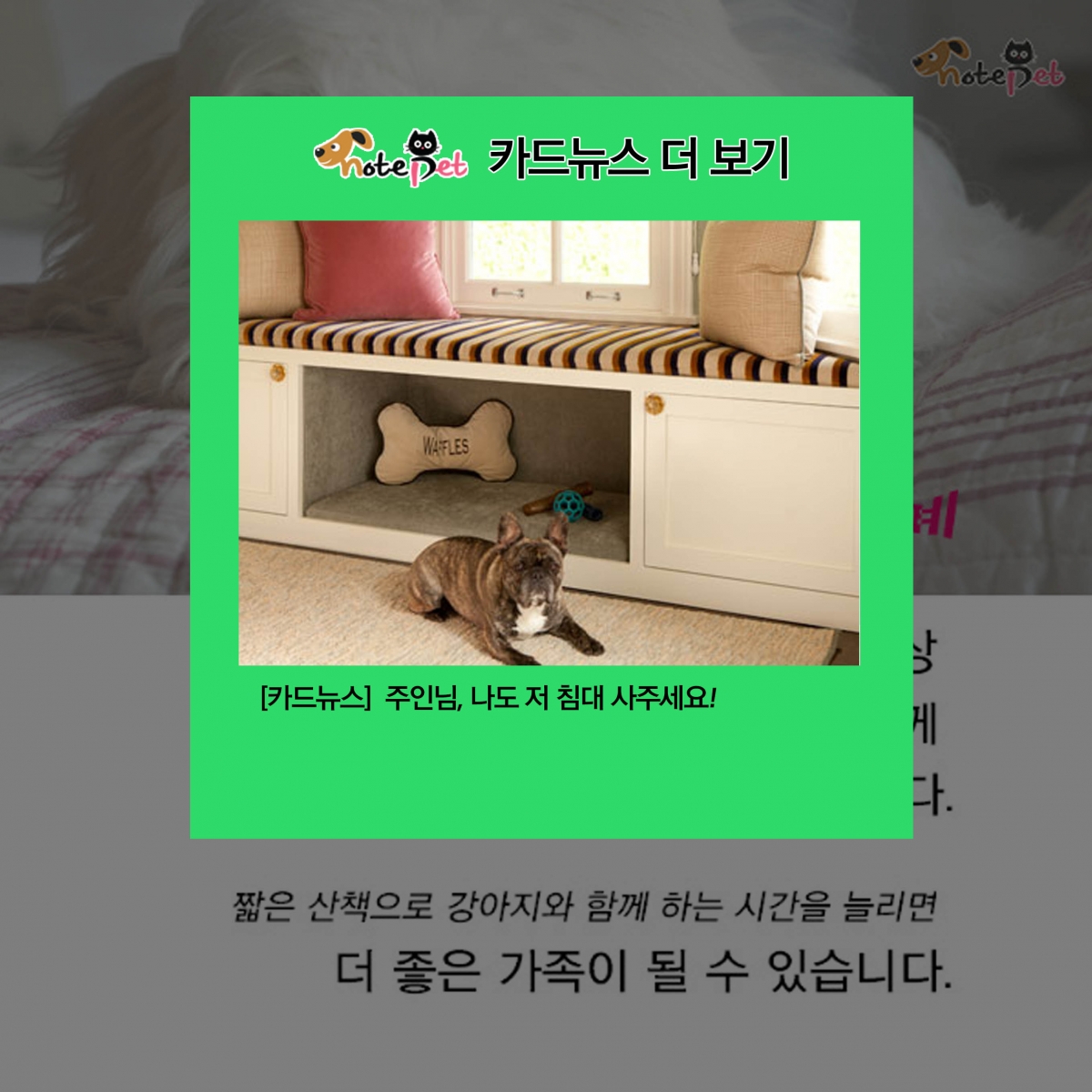 노트펫