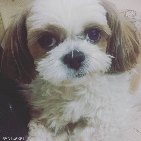 노트펫