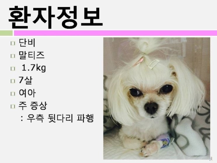 노트펫