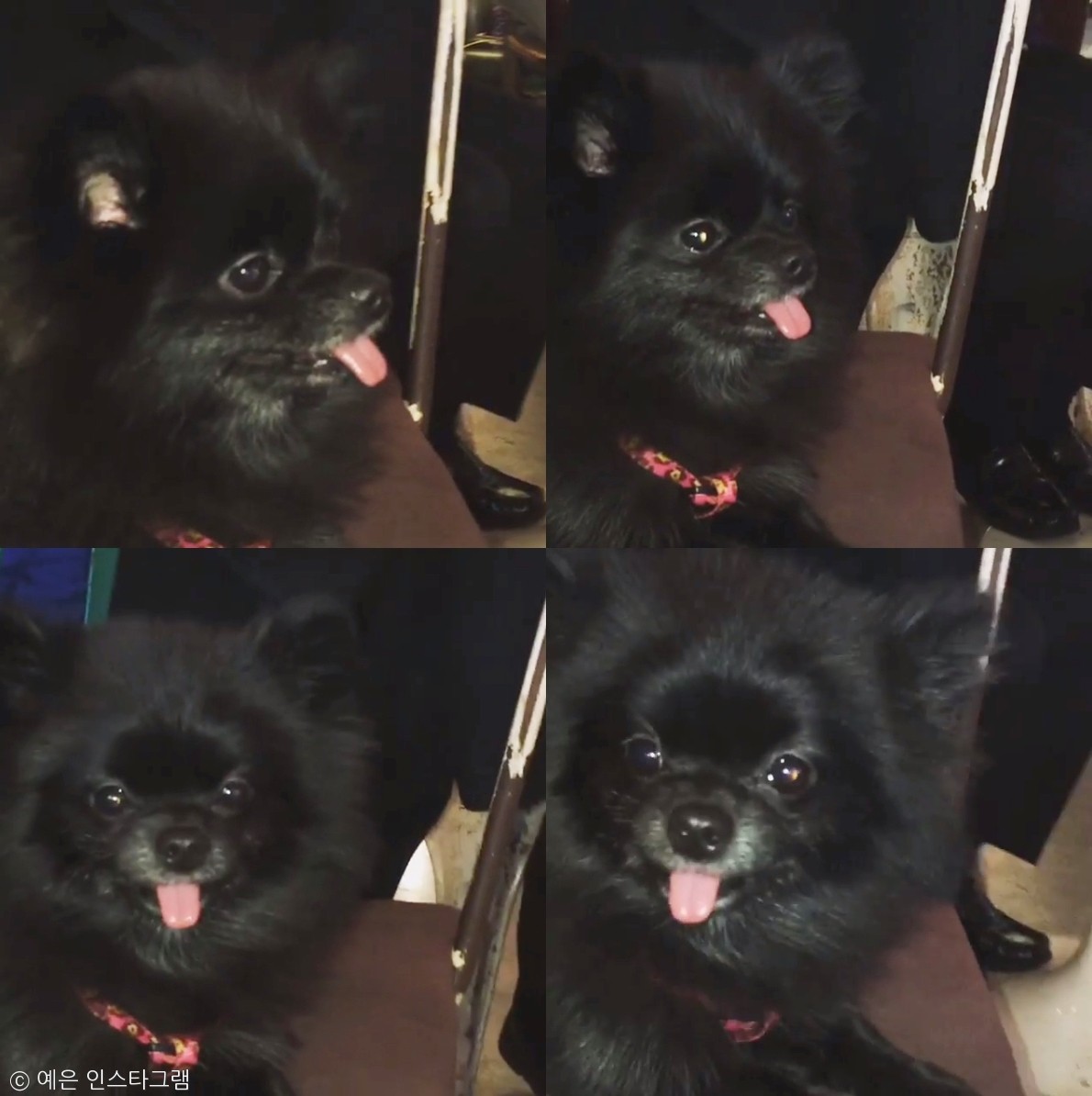 노트펫