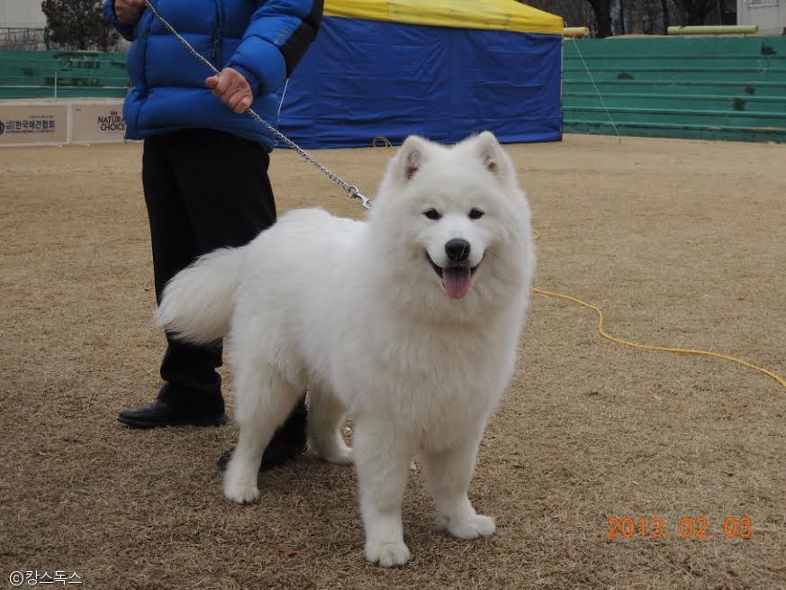 노트펫