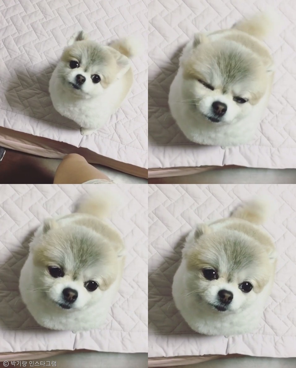 노트펫