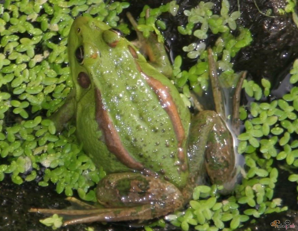 노트펫