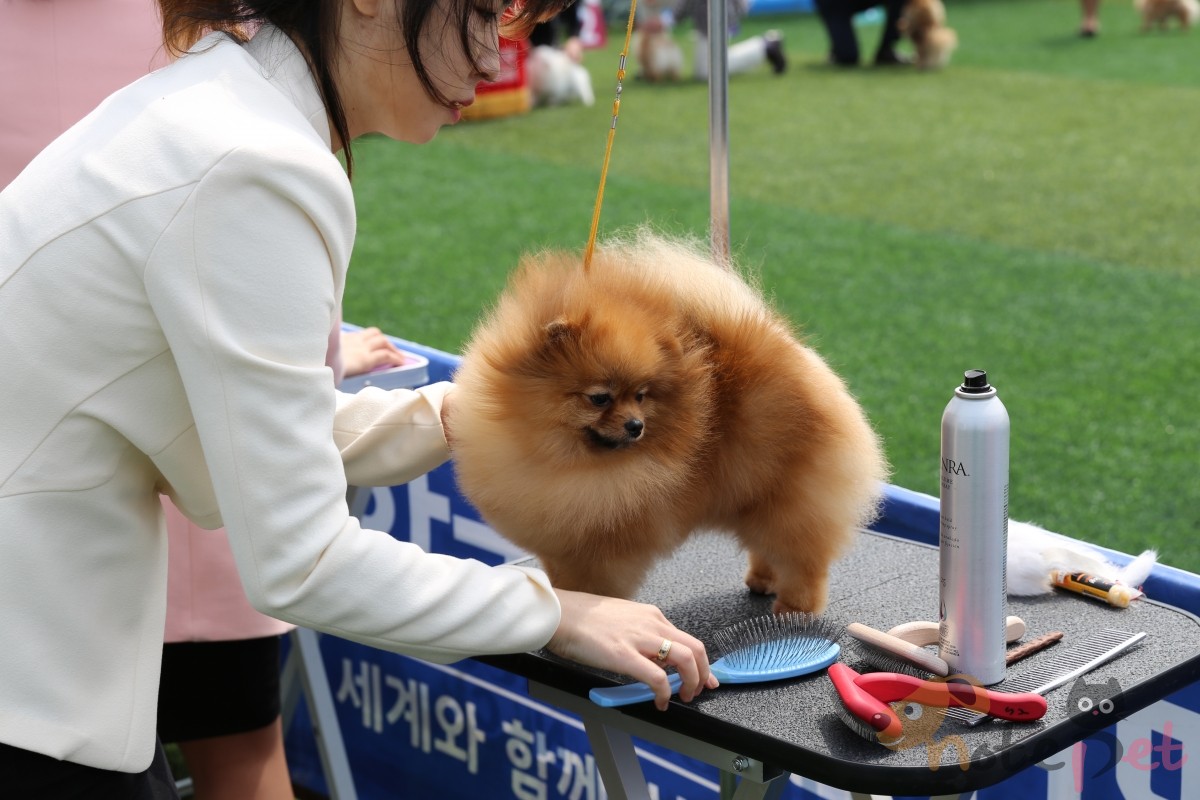 노트펫