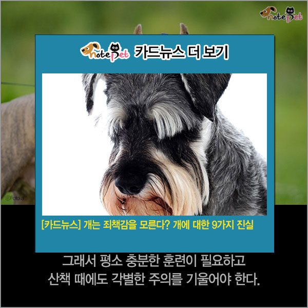 노트펫