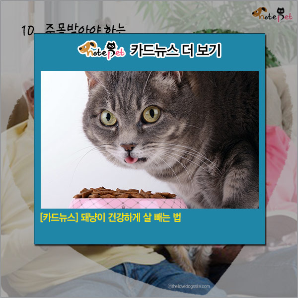 노트펫
