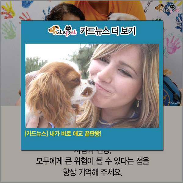노트펫