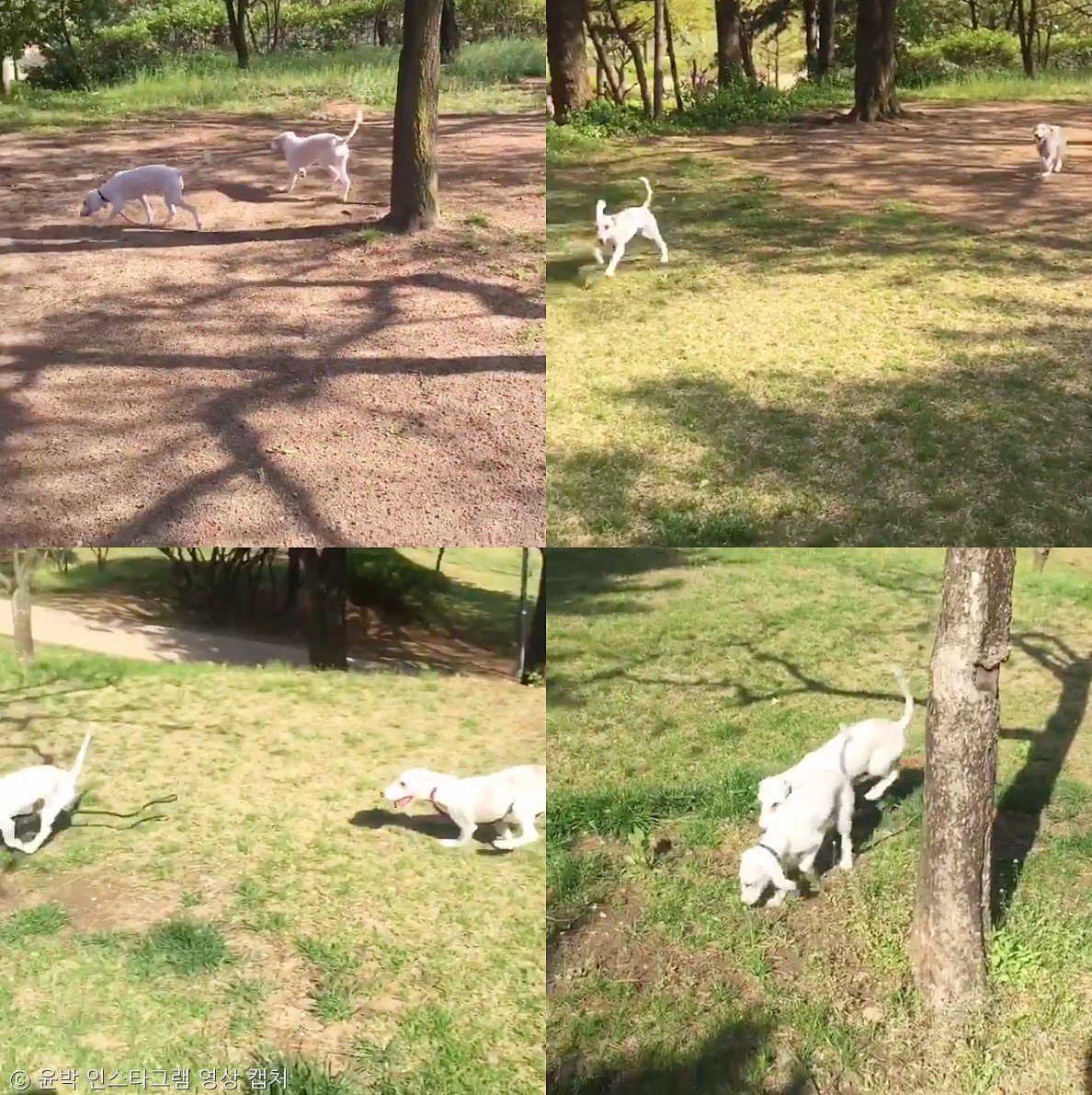 노트펫