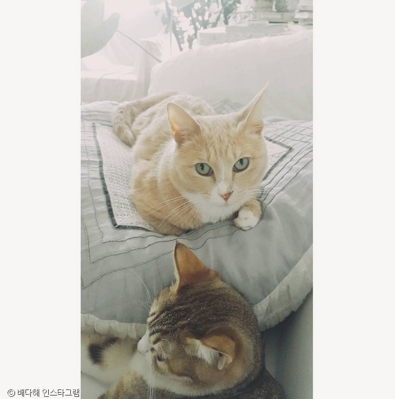 노트펫