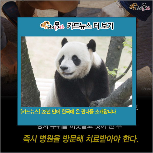 노트펫