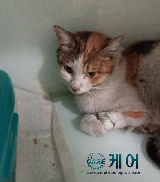 노트펫