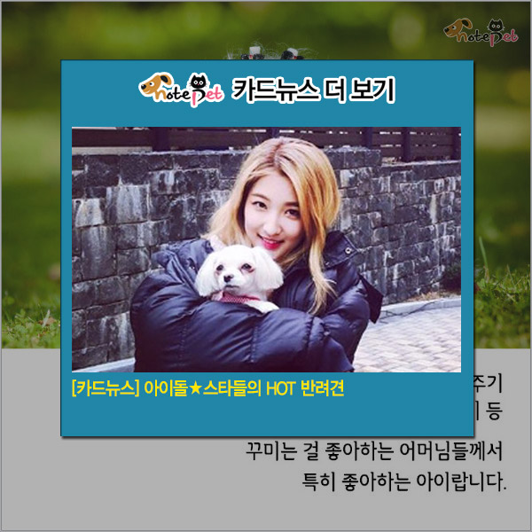 노트펫
