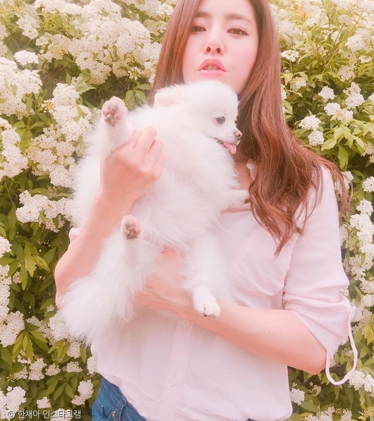 노트펫