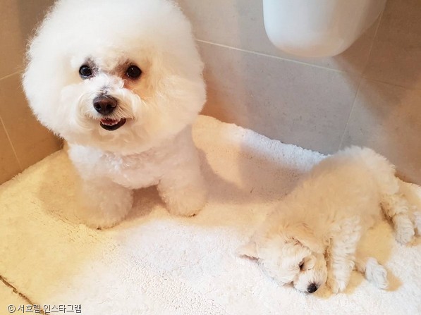 노트펫