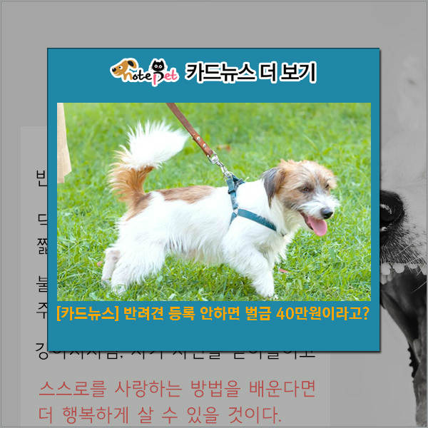 노트펫