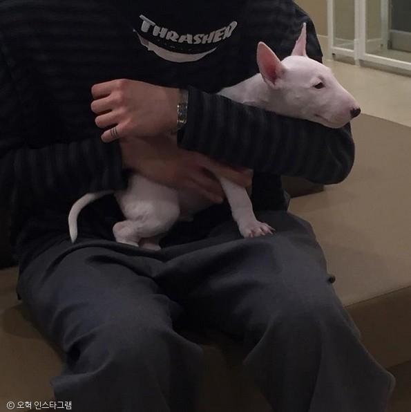 노트펫