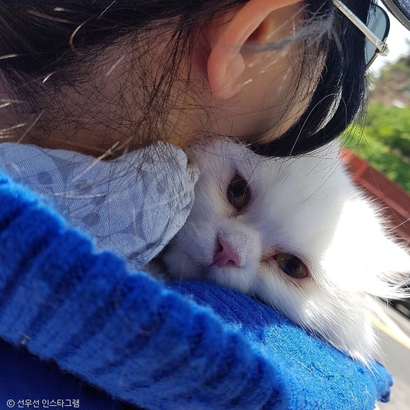 노트펫