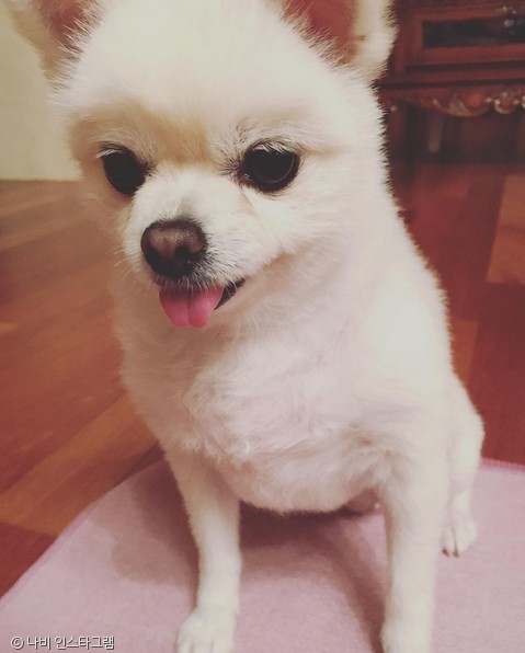 노트펫