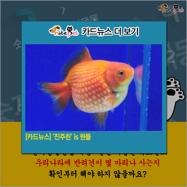 노트펫