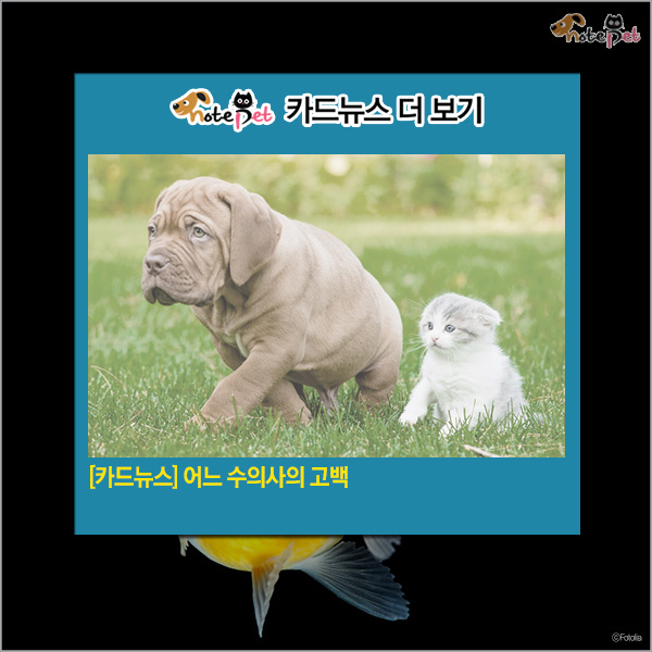 노트펫