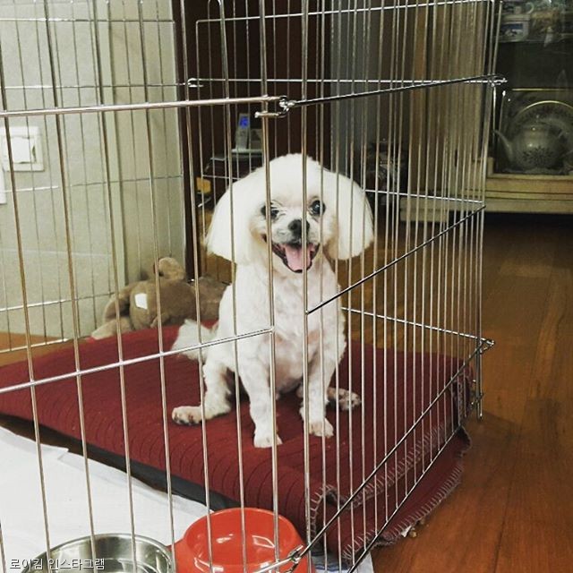 노트펫