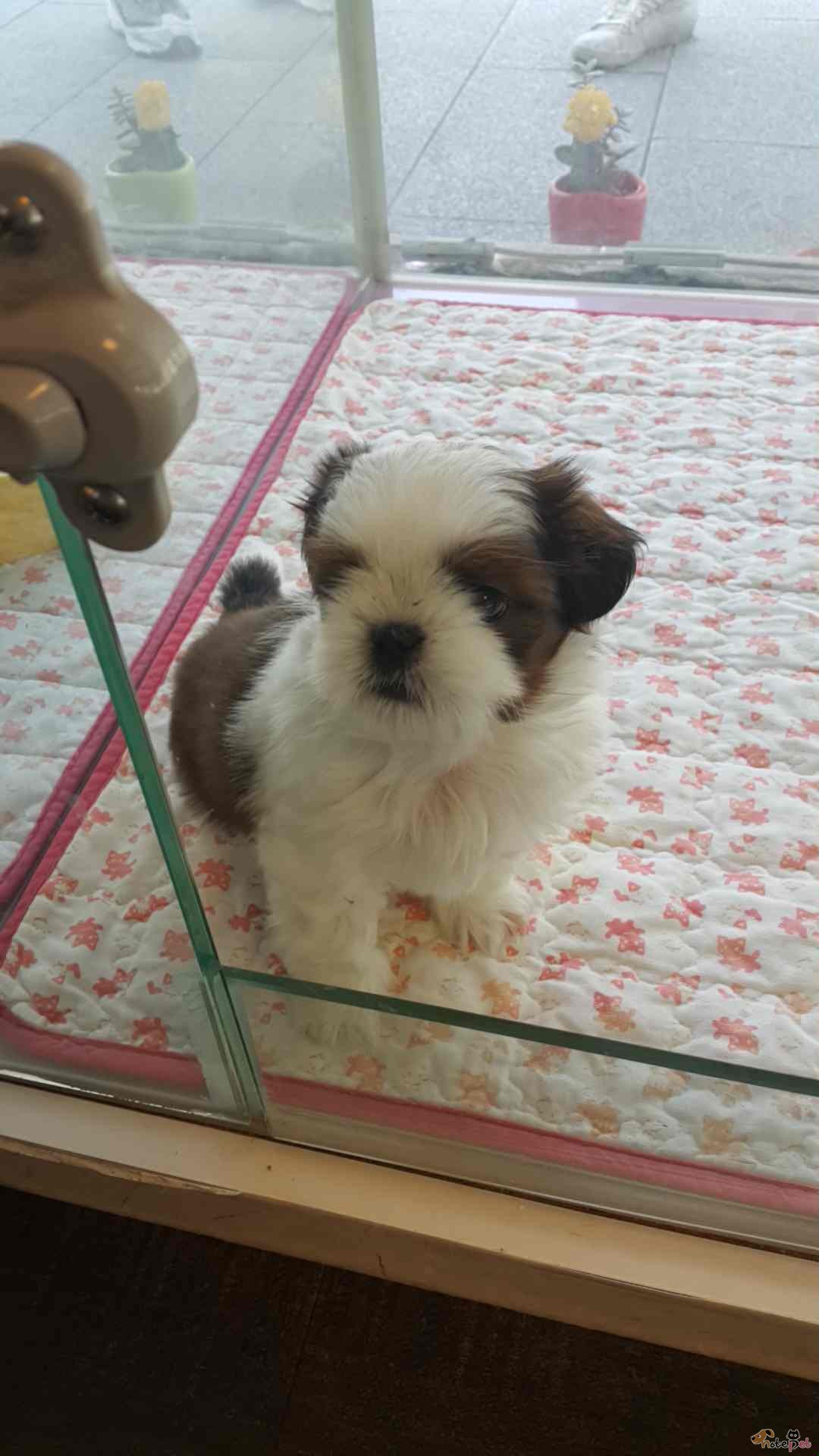 노트펫