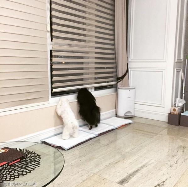 노트펫