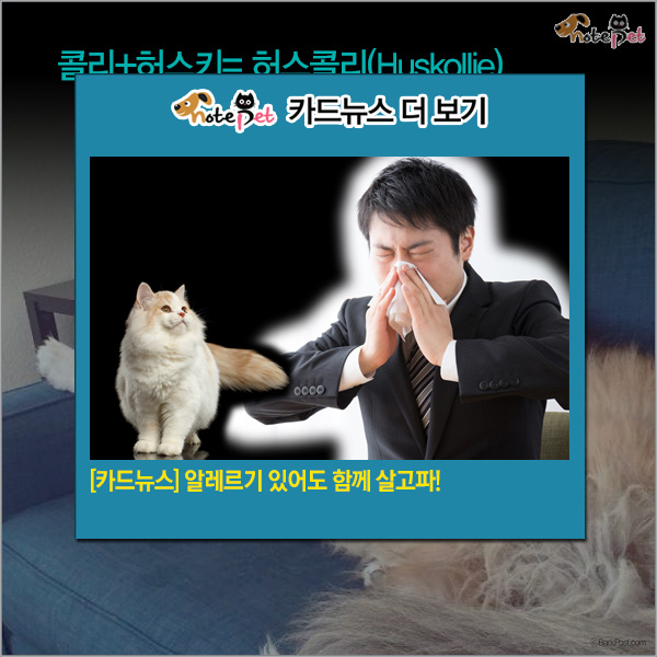 노트펫