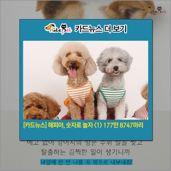 노트펫