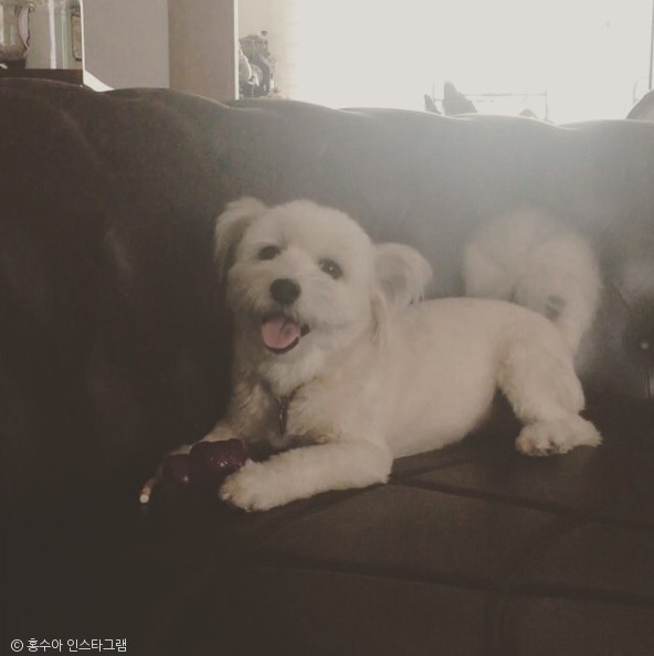 노트펫