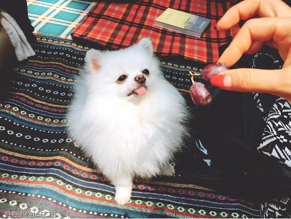노트펫