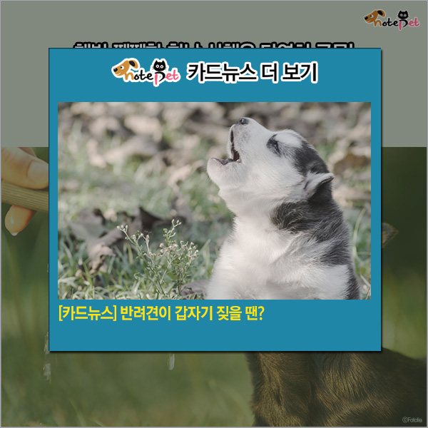 노트펫