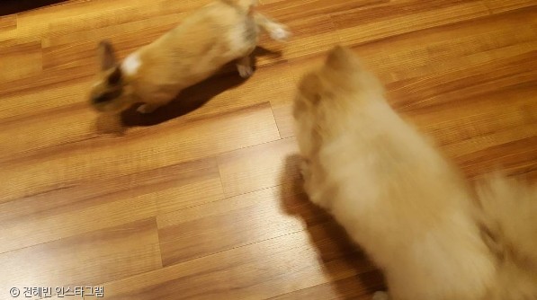 노트펫