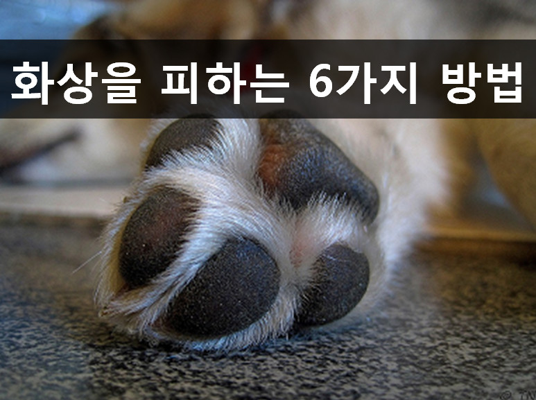 노트펫