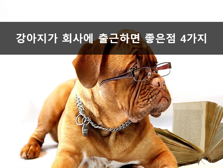노트펫