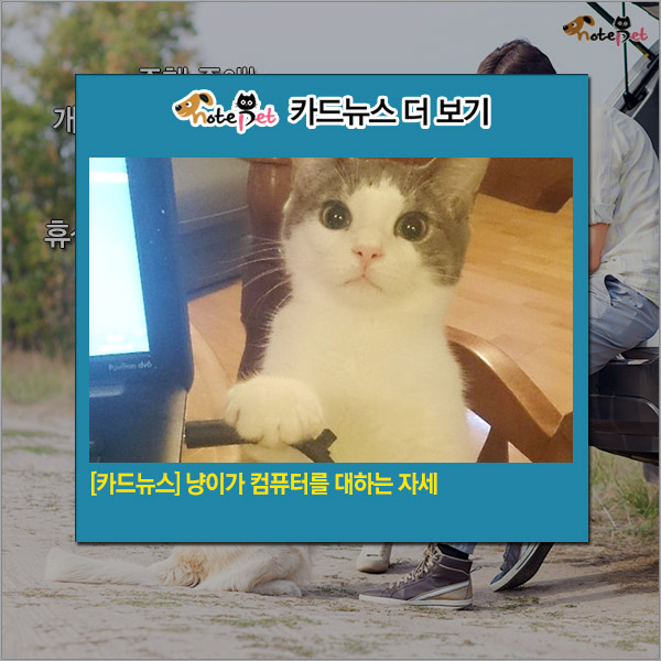 노트펫