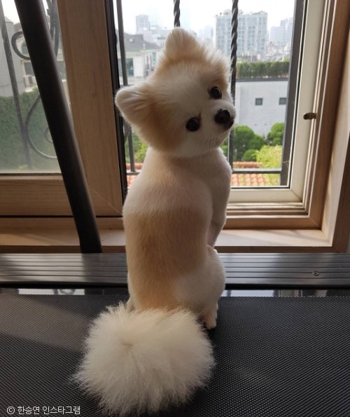 노트펫