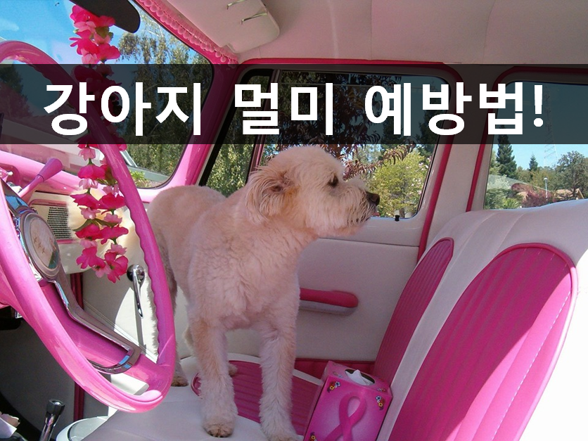 노트펫