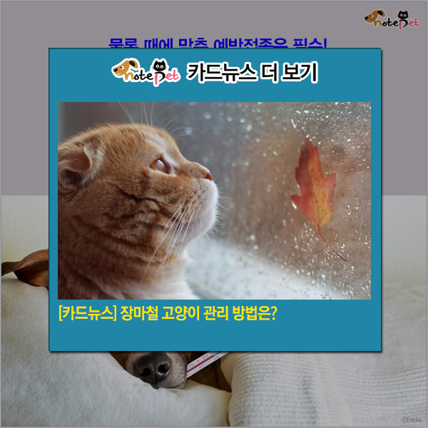 노트펫