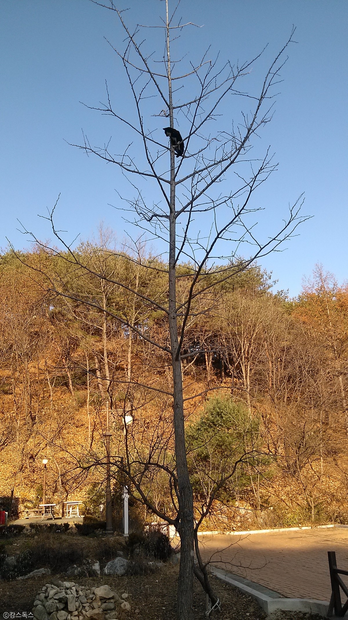 노트펫