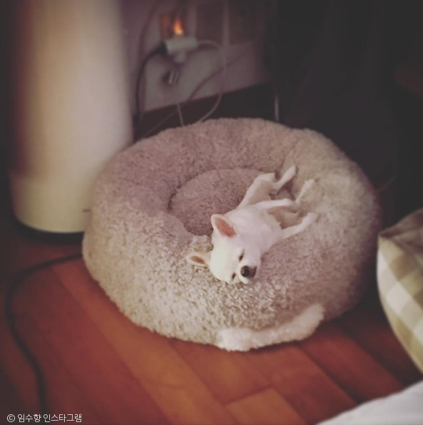 노트펫