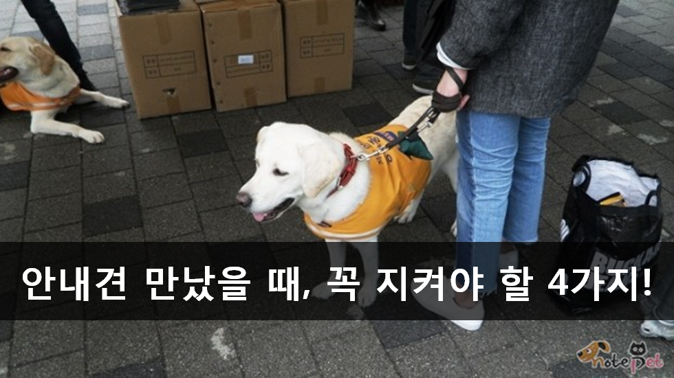 노트펫