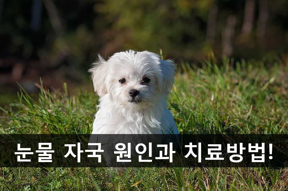 노트펫